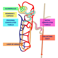Detailed diagram of nephron parts: glomerulus, PCT, loop of Henle, DCT, collecting duct