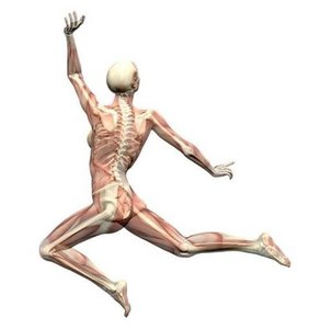 Human skeleton and muscles