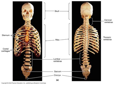 Axial skeleton: skull, vertebral column, thoracic cage