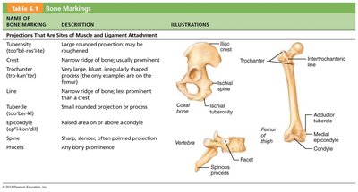 Bone markings table and illustrations