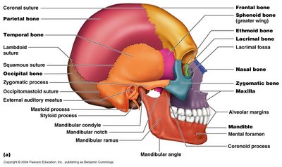 Labeled bones and markings of the skull