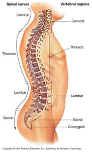Vertebral column regions and spinal curves