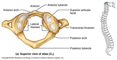 Atlas vertebra (C1) superior view and location
