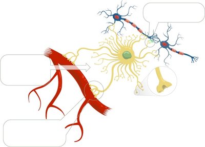 Astrocytes illustration