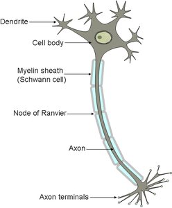 Schwann cells in nerve fibers