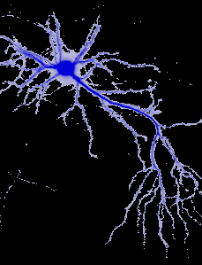 Neuron structure diagram