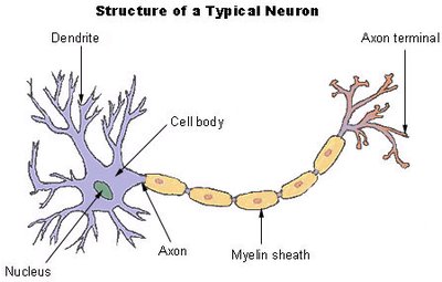 Neuron structure illustration