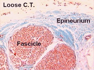Synaptic cleft electron micrograph