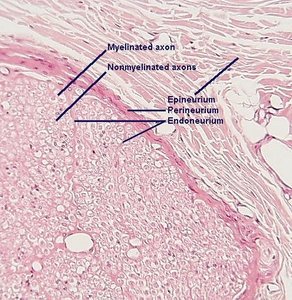Synaptic transmission illustration