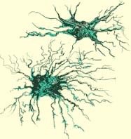 Microglia illustration