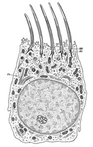 Ependymal cell diagram
