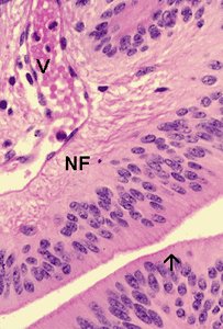 Ependymal cells histology