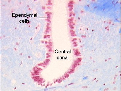 Ependymal cells lining central canal