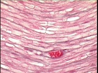 Schwann cells histology