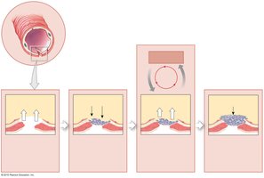 Positive feedback in blood clotting