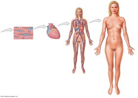 Levels of organization from muscle cell to organism