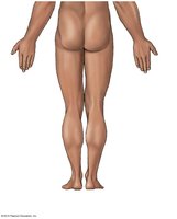 Posterior anatomical landmarks lower body