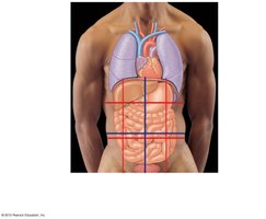 Abdominopelvic regions with organs