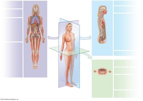 Sectional planes of the body
