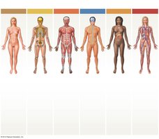 Overview of the organ systems of the human body