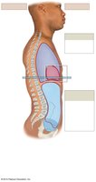 Body cavities of the trunk