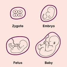 Stages of development: zygote, embryo, fetus, baby