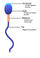 Structure of a sperm cell: acrosome, head, midpiece, tail