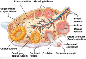 Ovary showing follicles, corpus luteum, and ovulation