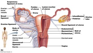 Female reproductive system showing uterine tubes, uterus, vagina