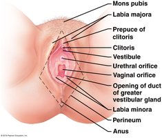 Female external genitalia: mons pubis, labia, clitoris, perineum