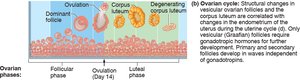 Phases of the menstrual cycle: menstrual, proliferative, secretory