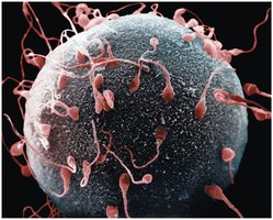 Sperm reaching and fertilizing the oocyte