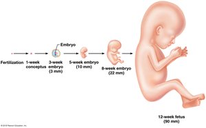 Timeline of embryonic and fetal development