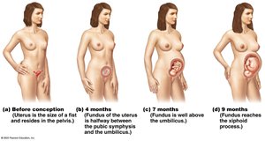 Relative size of uterus before conception and during pregnancy