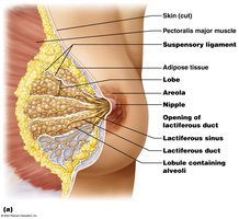 Structure of mammary gland showing lobes, ducts, and alveoli
