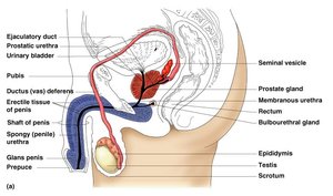 Male reproductive system showing accessory glands and duct system