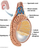 Pathway of sperm through the male duct system