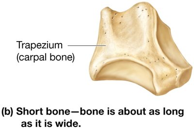 Small Triangular Bone Sharp Anatomy & Physiology Bones Study Guide – Key Concepts | Notes