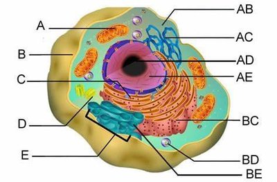 Labeled diagram of a cell with organelles