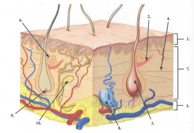 Labeled diagram of skin structure and accessory organs
