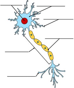 Labeled diagram of a neuron