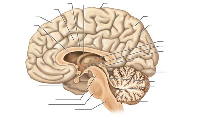 Labeled diagram of the brain