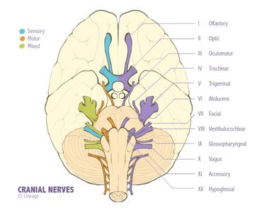 Labeled diagram of cranial nerves
