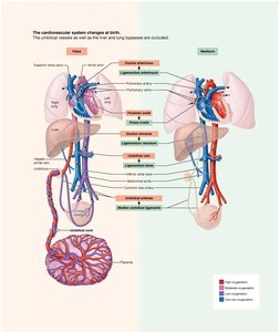 Anatomy & Physiology Study Guide: Embryonic Development | Notes