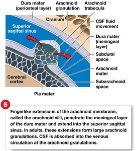 Diagram of cranial meninges and CSF movement