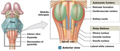 Medulla oblongata nuclei and functions
