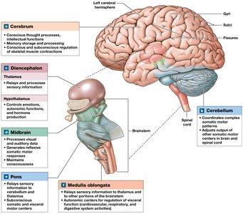 Diagram of brainstem and diencephalon regions