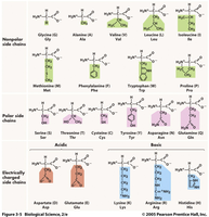 Amino acid side chains and their buffering properties