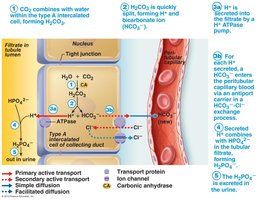 Generation of new HCO3- in the collecting duct