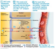 Glutamine metabolism and HCO3- generation in the PCT